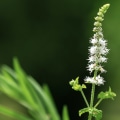 The Truth About Black Cohosh: Benefits and Bloating Explained