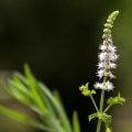 The Truth About Black Cohosh and Its Impact on Weight Gain: Understanding the Benefits